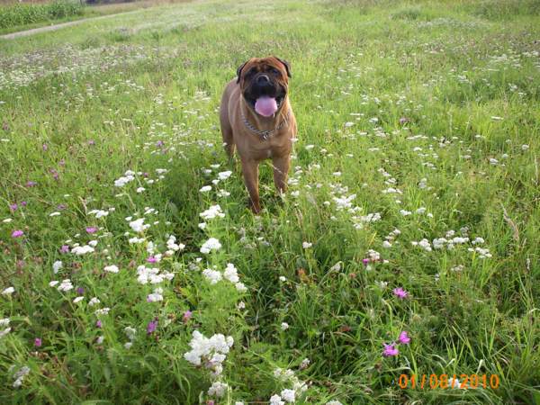 Standard du Bullmastiff