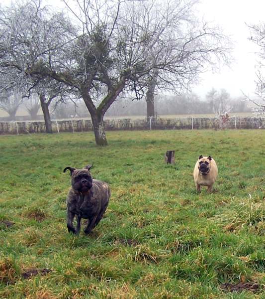 Standard du Bullmastiff