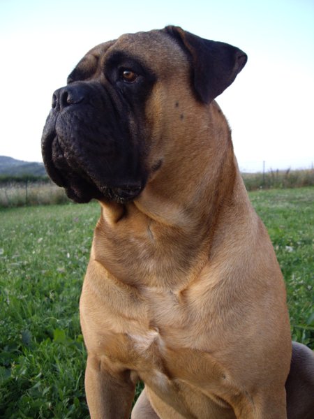 Standard du Bullmastiff