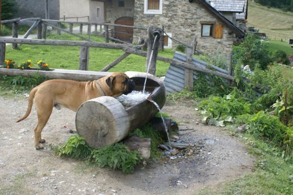 Caractère du Bullmastiff