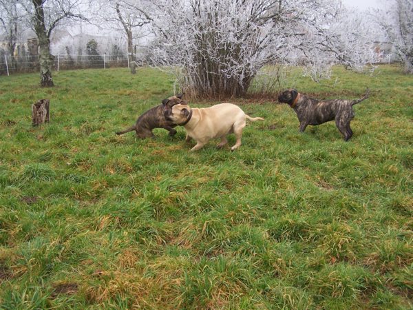 Caractère du Bullmastiff