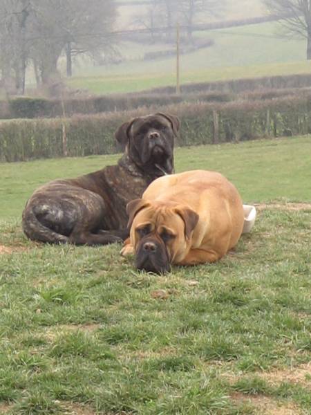 Explications sur le standard du Bullmastiff