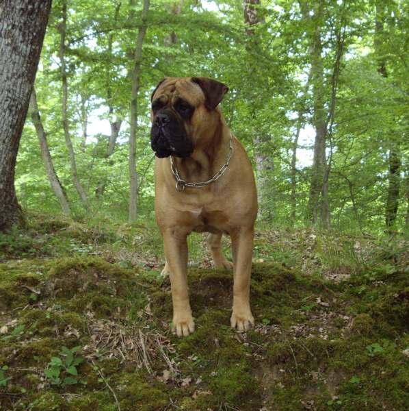 Explications sur le standard du Bullmastiff