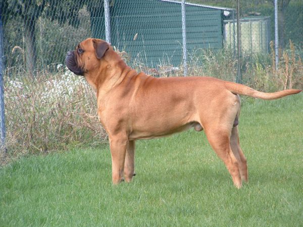 Explications sur le standard du Bullmastiff