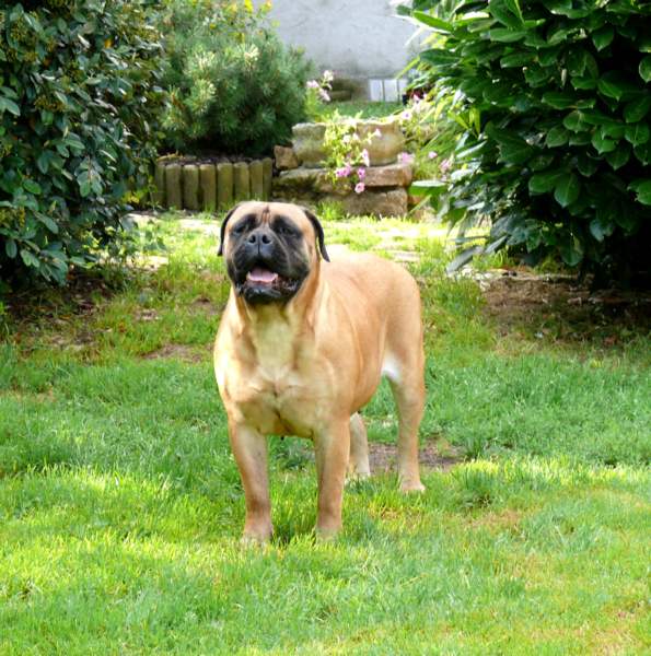 Explications sur le standard du Bullmastiff