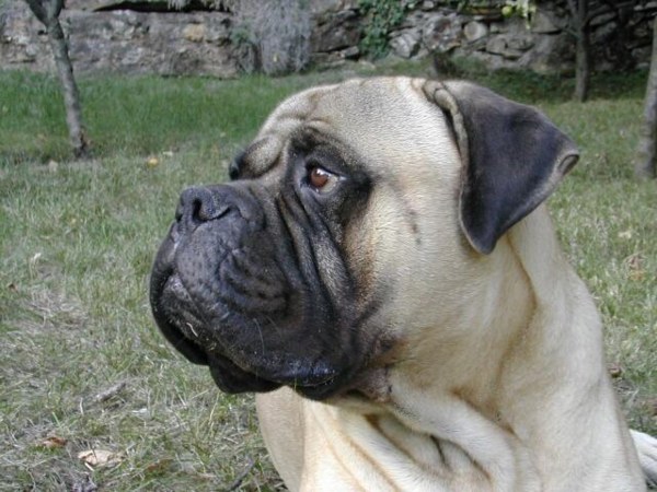 Explications sur le standard du Bullmastiff