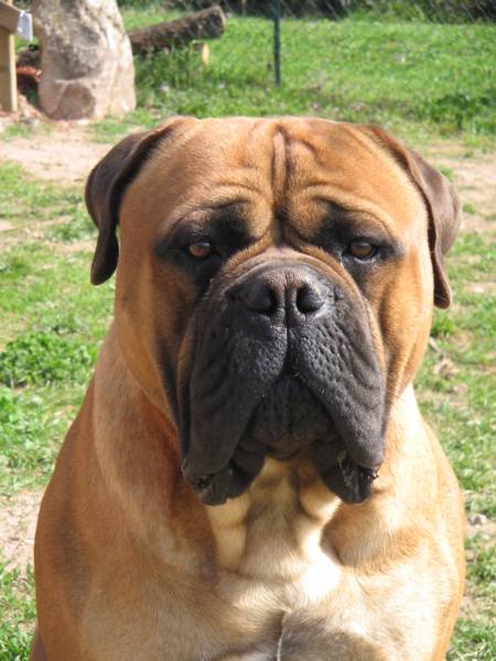 Explications sur le standard du Bullmastiff