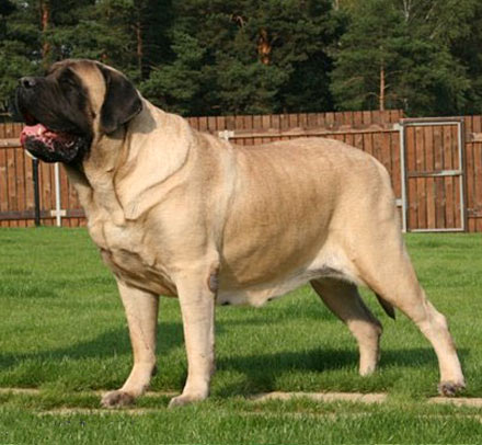 Standard du Mastiff