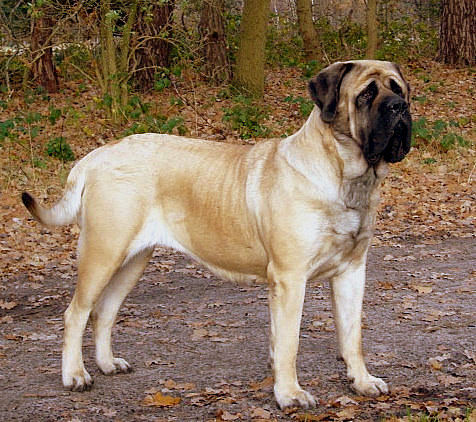 Standard du Mastiff