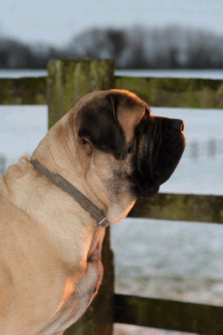 Standard du Mastiff