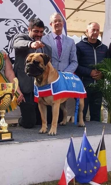 L'évènement 2O19 a été le week-end de la Bullmastiff World Cup et la Nationale d'Elevage : la plus grosse manifestation européenne dédiée à ces deux races