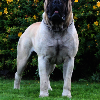 MACK DU DOMAINE MC QUEEN - Champion de France de conformité au standard    eleveur/proprietaire: Magalie Bacquez et Mickael Boily