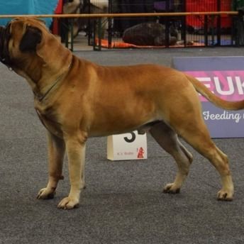 PERFECT AS USUEL OF THE BUMBLE BARNS  - Champion de France de conformité au standard    eleveur/proprietaire :Monique joos   Handleur : Francky Loecks