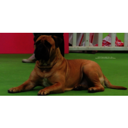 I BULLI DI PIANURA HOTTER THAN JULY - 