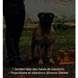 GOLDEN LADY DES HAUTS DE GAUMONT - 