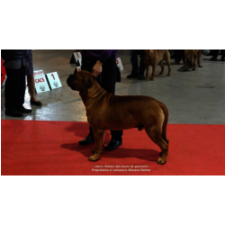 JASON STATHAM DES HAUTS DE GAUMONT - 