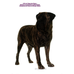 DIL'M DU TEMPS DES PALUNS - Championne de France véteran  Eleveur /Proprietaire : LAETITIA CAVENE