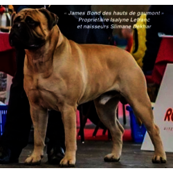 JAMES BOND DES HAUTS DE GAUMONT - 