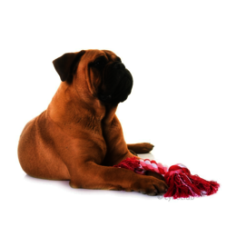 MUSTANG DU TEMPS DES PALUNS -   