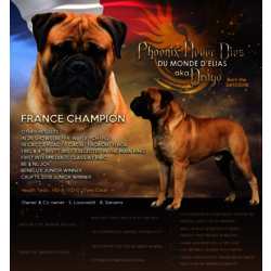 PHOENIX NEVER DIES DU MONDE D'ÉLIAS -   