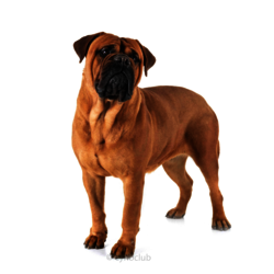 MUSTANG DU TEMPS DES PALUNS - CHAMPION DE FRANCE DE CONFORMITE AU STANDARD  eleveur et proprietaire : LAETITIA CAVENE