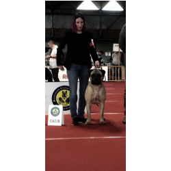 NATALIA DES SENTINELLES DES ESSARTS - JEUNE CHAMPIONNE DE FRANCE  eleveur et propriétaire: LEFRANC ISALYNE