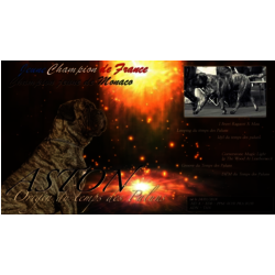 ORIGIN DU TEMPS DES PALUNS - JEUNE CHAMPIONNE DE FRANCE   éleveur : LAETITIA CAVENE