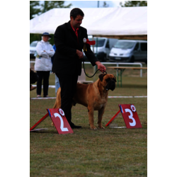 LANCELOT DES HAUTS DE GAUMONT - CHAMPION DE FRANCE DE CONFORMITE AU STANDARD  eleveur : DEKHAR SLIMANN  propriétaire :DESTERNES AURELIEN