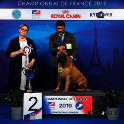 NOVA DES HAUTS DE GAUMONT  - CHAMPIONNE DE FRANCE DE CONFORMITE AU STANDARD  eleveur et propriétaire:SLIMANN DEKHAR