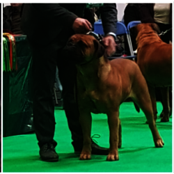 NAOMI CAMPBELL DES HAUTS DE GAUMONT       - CHAMPIONNE DES EXPOSITIONS NATIONALES  éleveur et proprietaire: DEKHAR SLIMANN