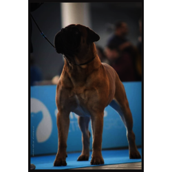 casa alto cristelo storm guerdiano windsor  - CHAMPION DE FRANCE DE CONFORMITE AU STANDARD  Proprietaire: RICARDO SILVA