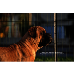 GUYANE DES HAUTS DE GAUMONT - 