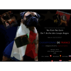NO PAIN NO GAIN DE L ARCHE DES LOUPS ANGES - CHAMPIONNE DES EXPOSITIONS NATIONALES  Proprietaire/eleveur: BRUNET LARA et COLIN BERTRAND