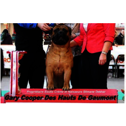 GARY COOPER DES HAUTS DE GAUMONT - 