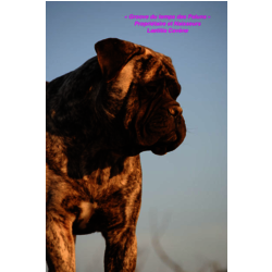 GROOVE DU TEMPS DES PALUNS - 