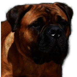 MISTER MATRIX DE L'ARCHE DES LOUPS ANGES - 