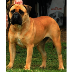 I BULLI DI PIANURA HOTTER THAN JULY -   